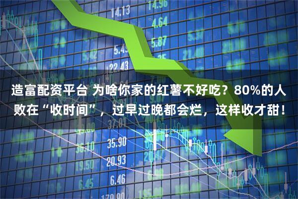 造富配资平台 为啥你家的红薯不好吃？80%的人败在“收时间”，过早过晚都会烂，这样收才甜！