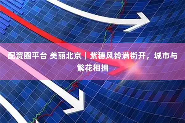 配资圈平台 美丽北京｜紫穗风铃满街开，城市与繁花相拥